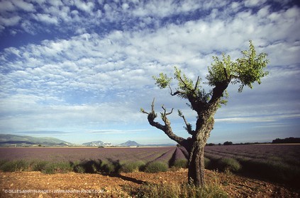 Hgher Provence - Lavender fields