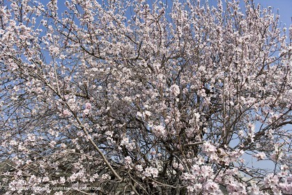 16 02 2008 - Les Baux de Provence (FRA, 13) - Paysages des Alpilles
