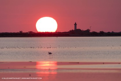 19 04 2011 - Arles (FRA,13) - Pink flamingos in La Gacholle Lighthouse vicinity