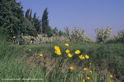 France, south, Alpilles landscapes
