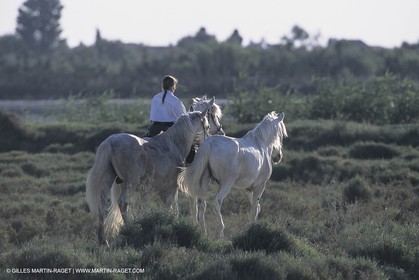 France, Provence, Camargue, Gardians de Camargue, métier, fêtes, élevage, tri