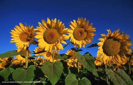 Sunflowers fields