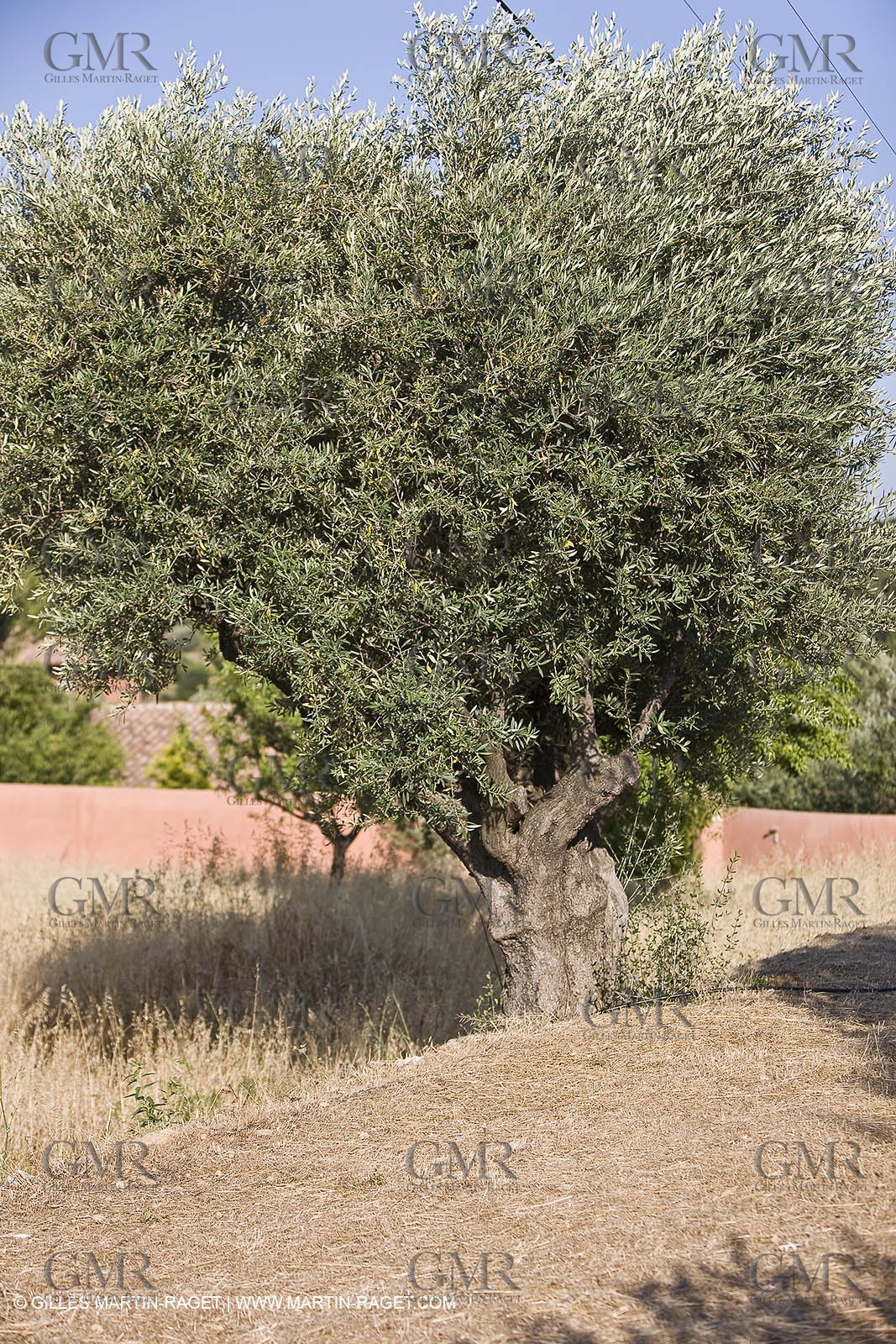 26 06 09 - Sanary sur mer (FRA,83)