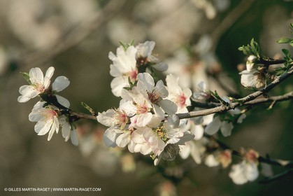 France, Provence, Arbres fruitiers en fleur   Spring bloom