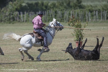 Course de Satin 2014 - Arles (FRA,13) - 1 06 2014**The satin race - Arles (FRA,13) - 01 06 2014