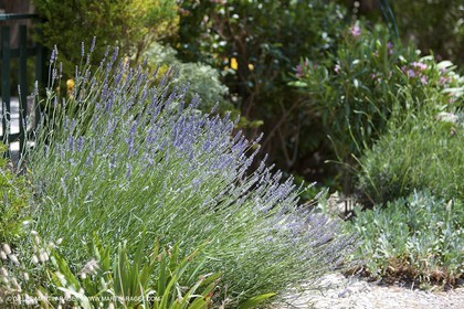 27 05 2009 - Marseille (FRA, 13) - Les Calanques - Sormiou