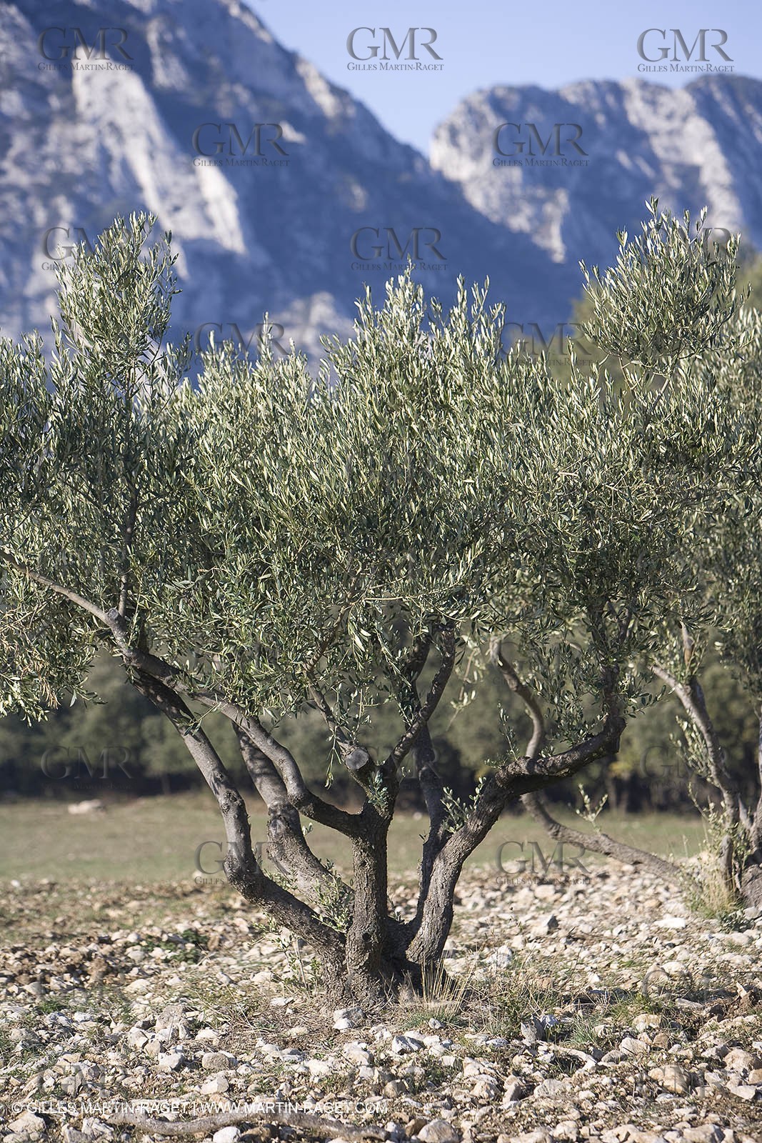 09 02 2008 - Les Baux de Provence (FRA, 13) - Alpilles hills landscapes
