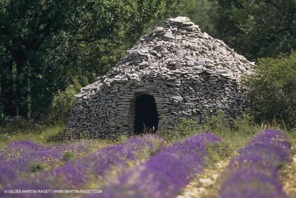 France, Provence, Higher Provence, Valensole Plateau, Lavender