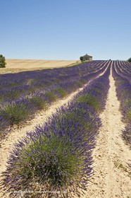 27 06 2011 - Entrevennes (FRA, 04) - Champs de lavande