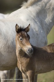 01 07 2008 - Saintes Maries de la Mer (FRA-13) - Camrgue horses