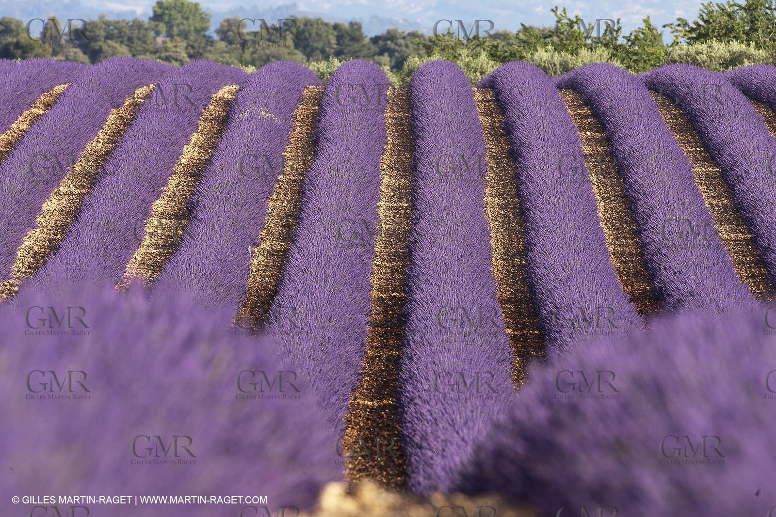 27 06 2011 - Valensole (FRA, 04) - Lavander fields
