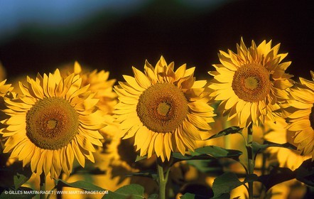 Sunflowers fields