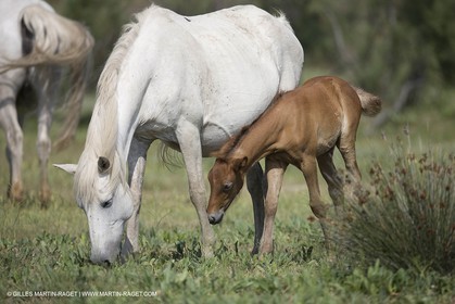 01 07 2008 - Saintes Maries de la Mer (FRA-13) - Camrgue horses