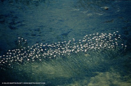Camargue (FRA,13) - Flamants roses en Camargue