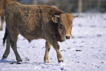 Provence sous la neige - Camargue