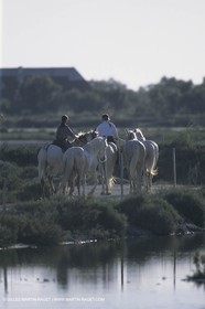 France, Provence, Camargue, Gardians de Camargue, métier, fêtes, élevage, tri