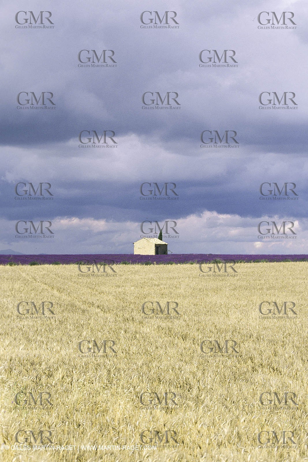 Corn and Wheat fields on Valensole Plateau in higher Provence (France)