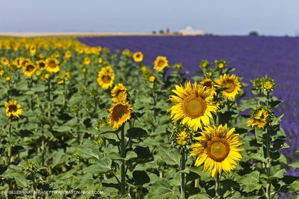 27 06 2011 - Valensole (FRA, 04) - Champs de lavande
