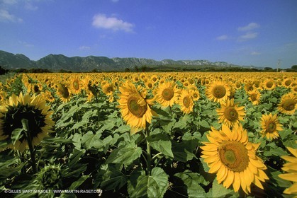 Sunflowers fields