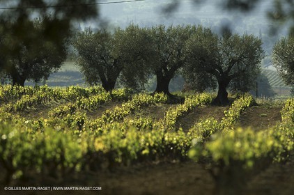 Luberon (FRA,84), Fall colors