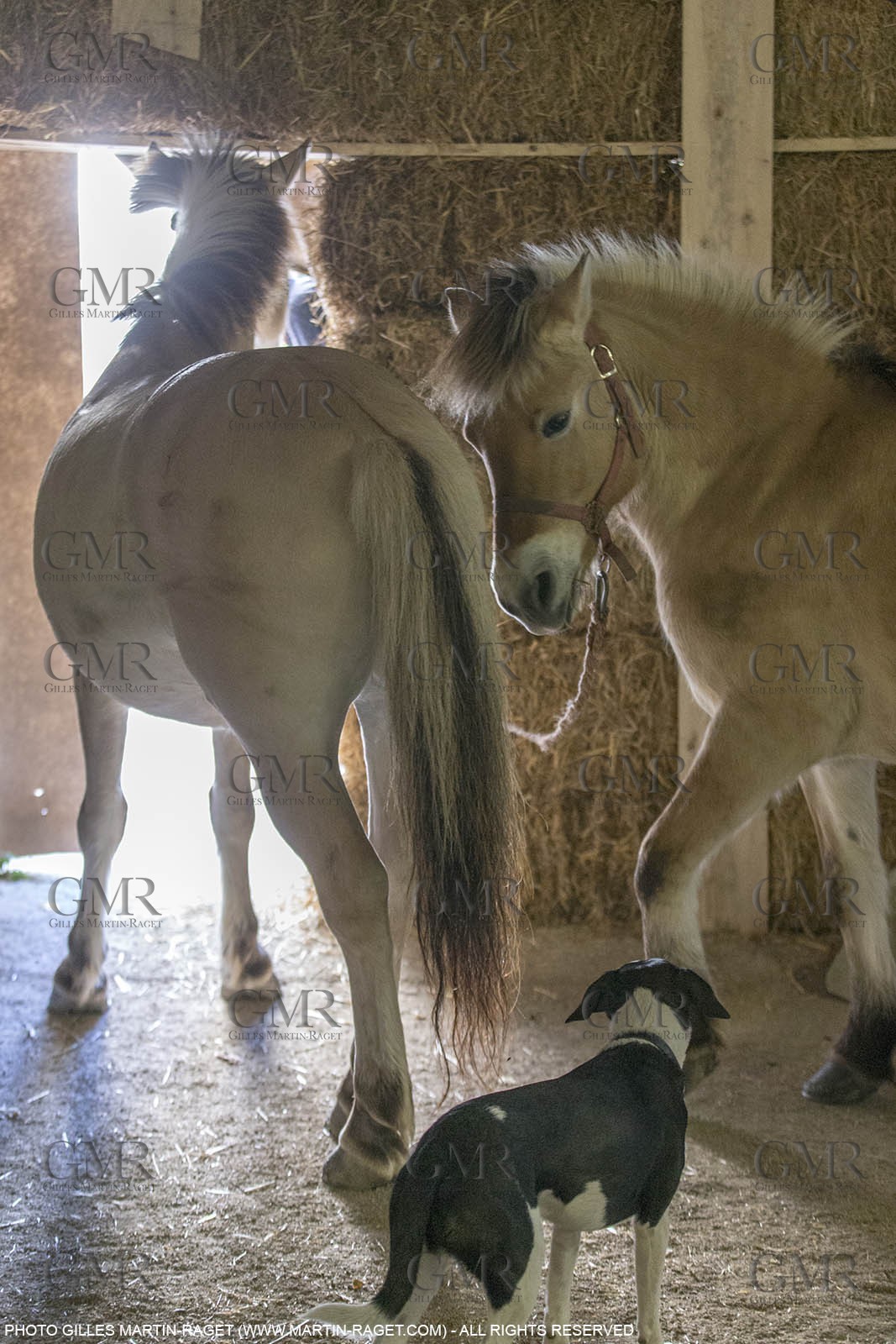 14 11 2015, Saint-Etienne du Grès (FRA,13), traditional making of olive oil at La Croix mill