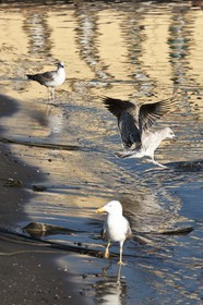 24 02 2012 - Napoli (ITA) - 34th America's Cup - America's Cup World Series Naples 2012 - As seen in Napoli