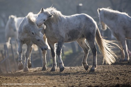 23 12 2006 - Saintes Maries de la Mer - Camargue horses
