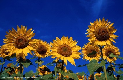 Sunflowers fields