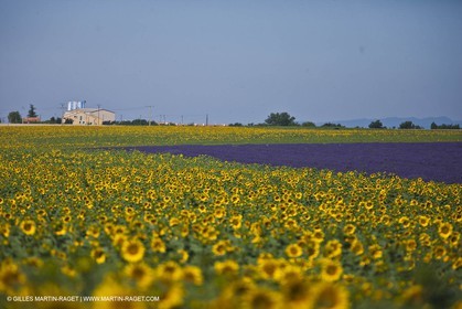 27 06 2011 - Valensole (FRA, 04) - Lavander fields