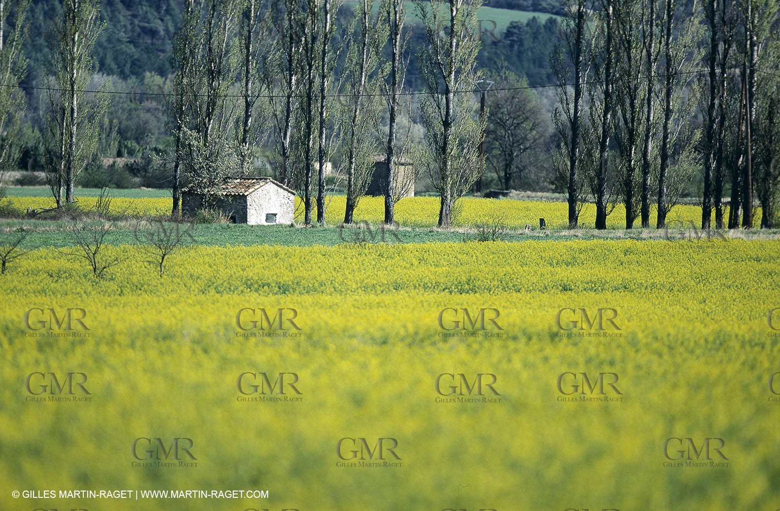 Alpilles (FRA,13), Rape fields