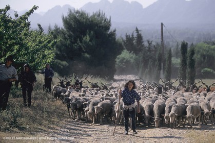 France, Provence, Moutons, bergers, élevage, transhumance