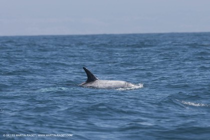 10 07 2009 - San Diego (USA,CA) -33rd America's Cup - BMW ORACLE Racing - First sea trials .of the newly modified BOR 90 trimaran