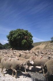 Saint Rémy de Provence (FRA,13) - Fête de la Transhumance