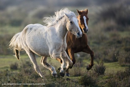 23 12 2006 - Saintes Maries de la Mer - Camargue horses