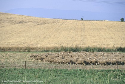 France, Provence, Moutons, bergers, élevage, transhumance
