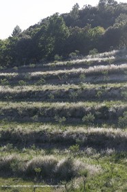 Domaine de la Baume - Tourtour (FRA,83) - 15 05 2014