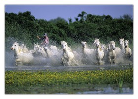 Pond Gallop