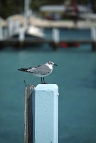 Destinations - USA - Bahamas