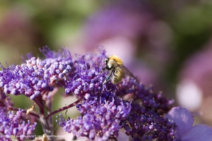13 08 2007 - Saint Etienne du Grès (FRA - 13) - Miel et abeilles