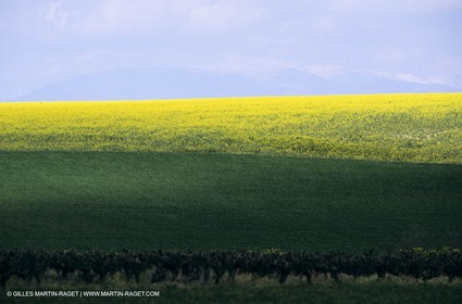 Alpilles (FRA,13), Champs de colza