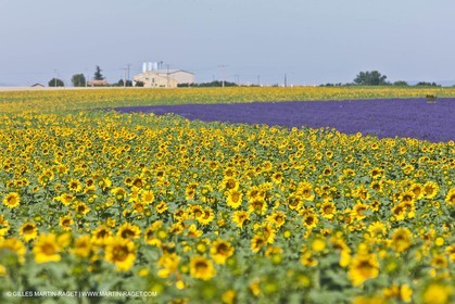 27 06 2011 - Valensole (FRA, 04) - Lavander fields