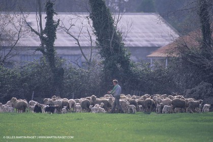 France, Provence, Moutons, bergers, élevage, transhumance