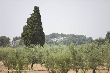 24 Juin 2008 - Saint Rémy de Provence (FRA-13) - Paysage des Alpilles
