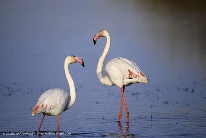 Camargue (FRA,13) - Flamants roses en Camargue