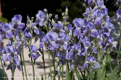 01 05 2008 - Saint Rémy de Provence (FRA, 13) -  Les Iris