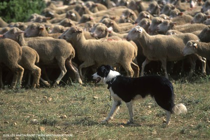 Saint Rémy de Provence (FRA,13) - Sheep stocks migration Fest