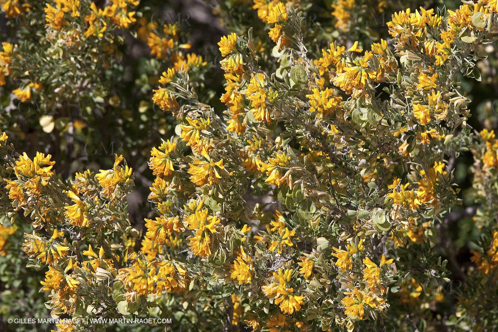 27 03 2009 - Marseille (FRA, 13) - Les Calanques - Morgiou
