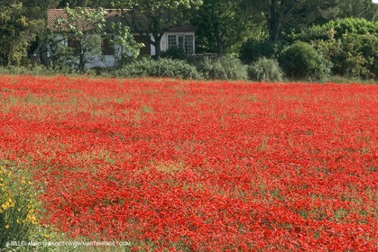 France - Languedoc-Roussillon - Nîmes Métropole - Costières