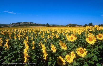 Paysages des Alpilles