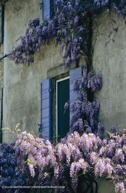 Les Alpilles, Saint Rémy de Provence, (FRA,13) - Glycine dans Saint Rémy de Provence